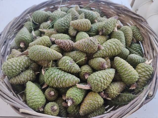 Kozalak Şurubu (660 cc)
